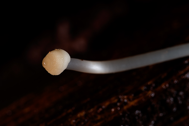 Claviceps.....??? (cfr. Mycena sp.)